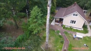 Удаление большой берёзы, ели и тополя