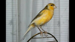 КЕНАР ПОЕТ . РУССКАЯ КАНАРЕЙКА . можно для обучения.mp4