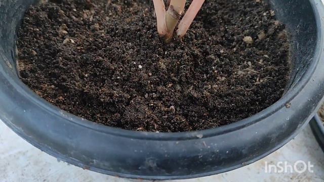 fertilizer of Aglaonema for fast growing അഗ്ലോനിമ ചെടിയിൽ പെട്ടന്ന് baby plants വരാൻ ഈ വളം കൊടുക്കൂ смотреть онлайн