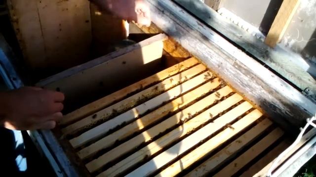 ГОЛОВНА ОСІННЯ РЕВІЗІЯ БДЖІЛ перевірка запасу кормів(лежаки.як прийняли матку карпатки) смотреть онлайн