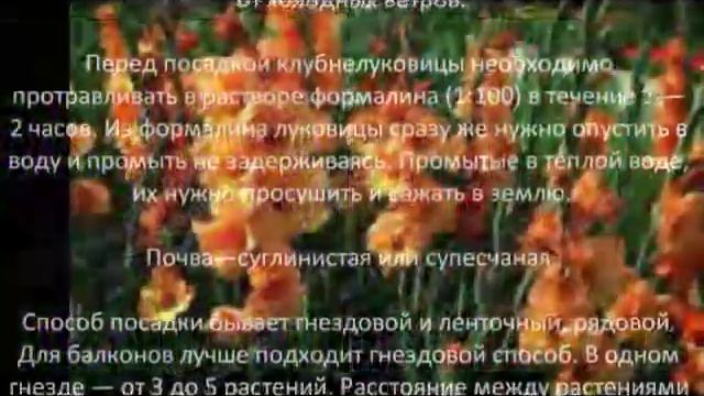 Многолетние цветы для сада Гладиолус гибридный смотреть онлайн