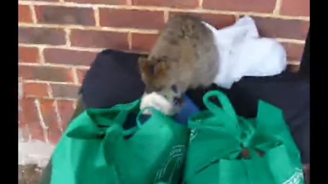quokka klaut unser essen смотреть онлайн
