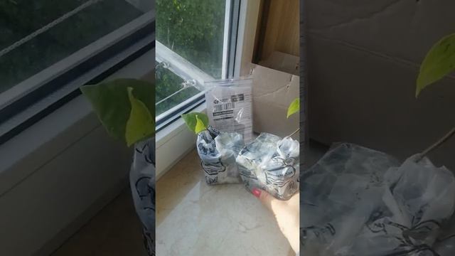 Отзыв Агромаркет (відгук) agro-market.net Магнолии смотреть онлайн