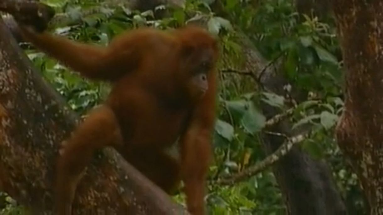 Hide And Seek In The Jungle