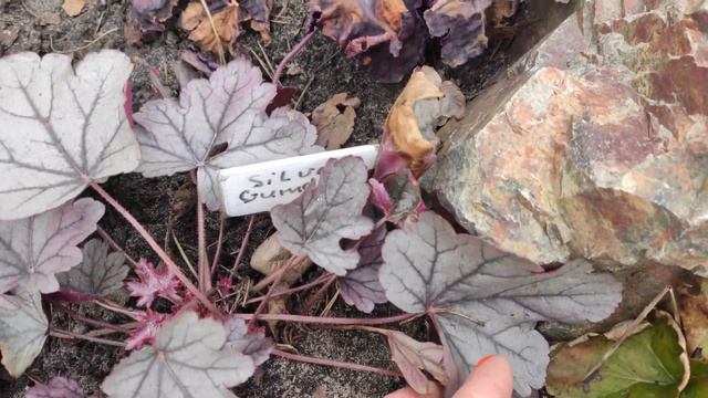 Как выглядит гейхера Silver gumdrop весной смотреть онлайн