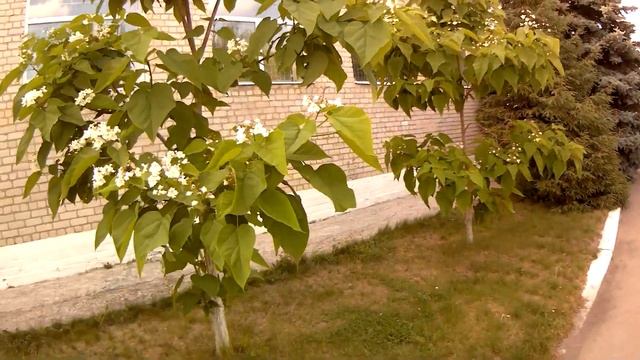 Цветёт КАТАЛЬПА смотреть онлайн