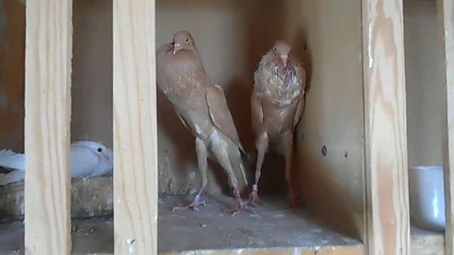 Голубь Дутиш Бренский смотреть онлайн