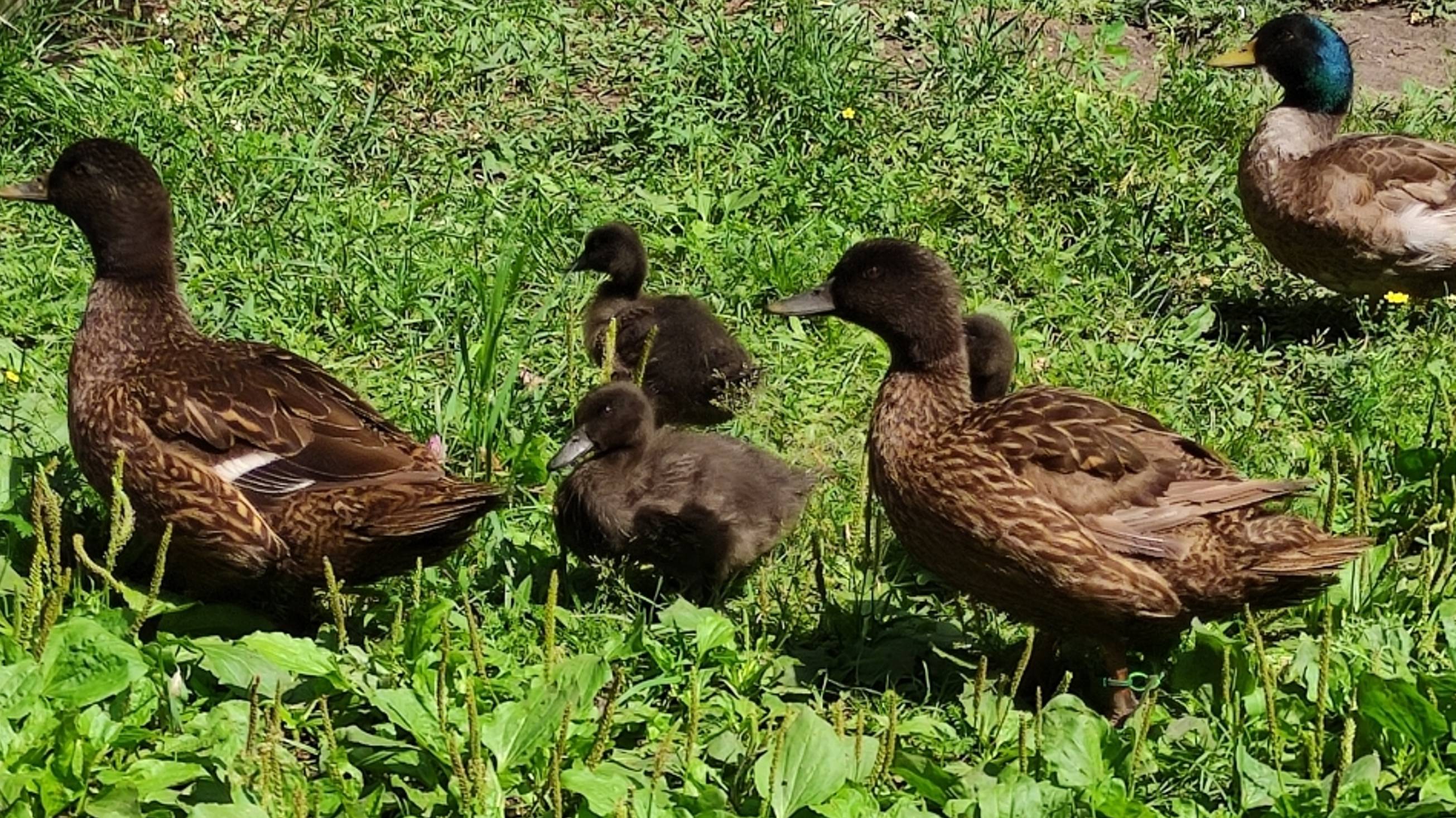 Утята 2024года