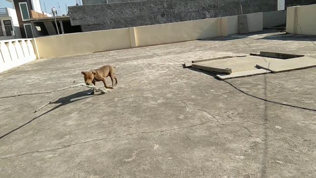 Pitbull 4 Months old puppy practice time смотреть онлайн