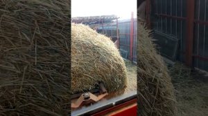 вилы для рулонов сена на задней навеске трактора т -40 (делаем вилы для рулонов сена самостоятельно