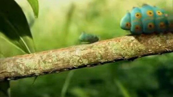 Гусеницы в Париже