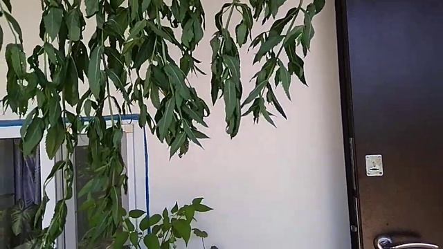 Мята растение.Как правильно сушить мяту . Вторая часть. Мята лечебная. Сушить мяту дома. смотреть онлайн