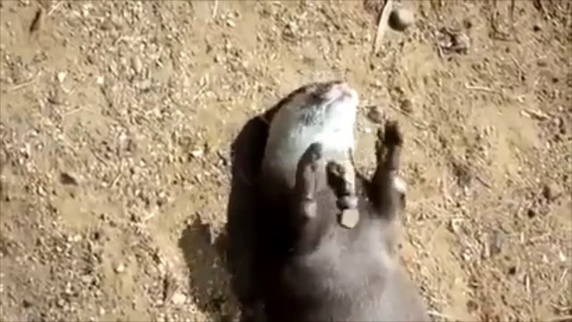 Выдра с любимой игрушкой 