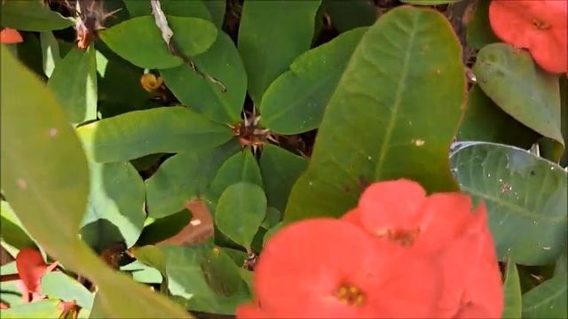 #Молочай Миля.#Ашдод.#Израиль. смотреть онлайн