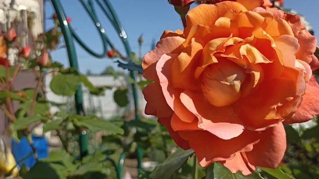 500.#Алатар убил всех вредителей на розах??? смотреть онлайн