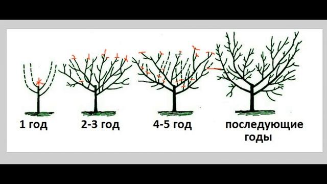 Как правильно обрезать и формировать фруктовые деревья / Весенняя обрезка деревьев в саду смотреть онлайн