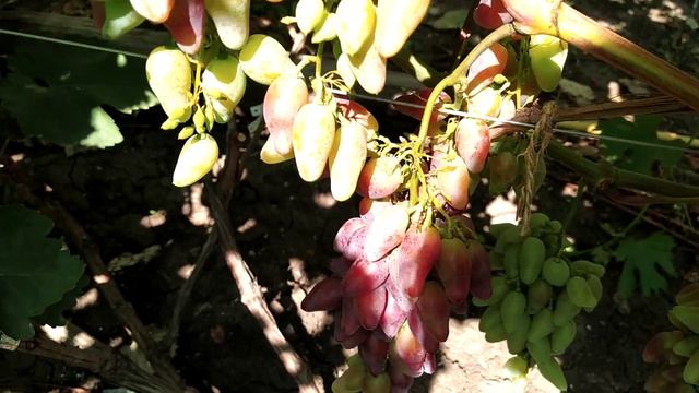 Журавчик вишневый на 31.07.21. Виноград Теплова Татьяна смотреть онлайн