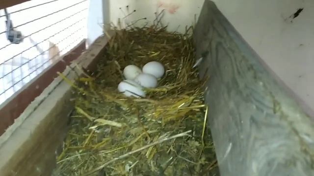 Сезон 2022! Куры, гуси, утки! Сдохли петухи! Уборка! смотреть онлайн