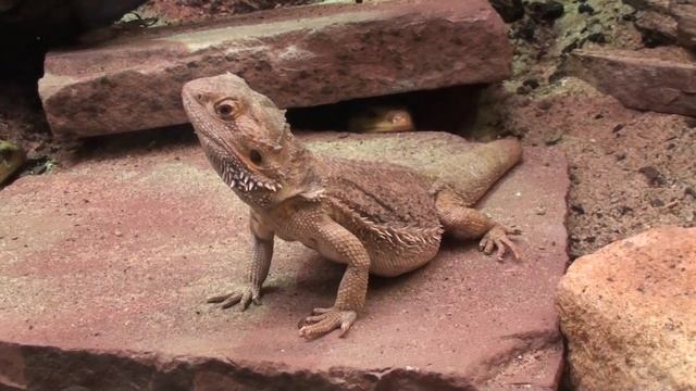 20090301114545Artis21 смотреть онлайн