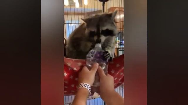 Cute Raccoon Complication | Сборник самых смешных видео про | Raccoon Lovers | Любите енот смотреть онлайн