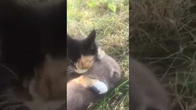 Когда завёл кота, чтобы избавиться от крысы, а он с ней подружился смотреть онлайн