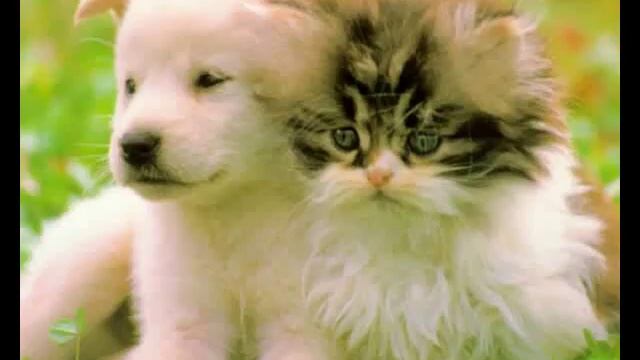 Фото животных для детей смотреть онлайн