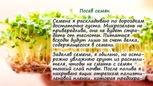 Растим Микрозелень – какие растения не подходят? смотреть онлайн