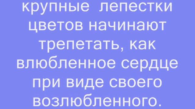 АНЕМОНЫ В ВАШЕМ САДУ смотреть онлайн