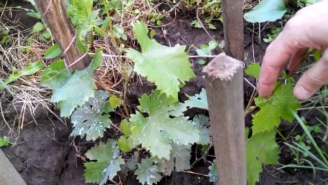 Виноград МУРОМЕЦ поэтапное развитие куста возле забора (3 часть) смотреть онлайн