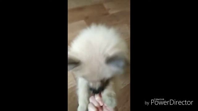 Какие каманды знает Алиса смотреть онлайн