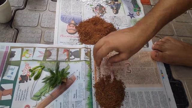 Succulent Repotting | Succulent Propagation In Malayalam | Baby Succulents Planting In Kerala