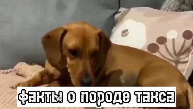 🐶факты о породе такса🐶 смотреть онлайн