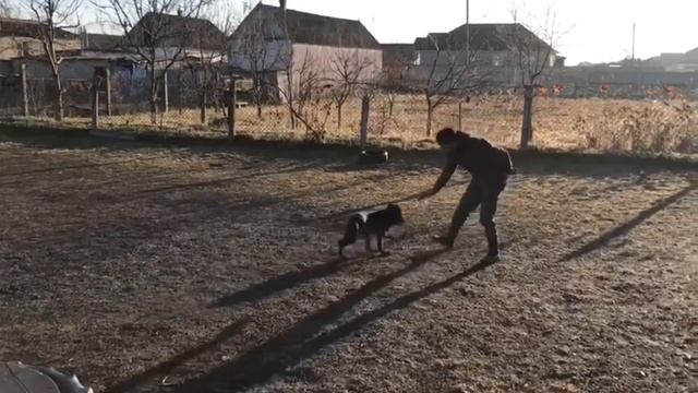 Тестирование щенка немецкой овчарки для полиции. смотреть онлайн