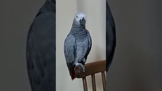 с кем общалась ночью?.. Что то Кушать... смотреть онлайн