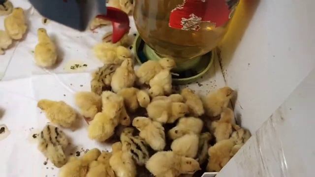 Техасский перепел. Содержание суточных перепелов. смотреть онлайн