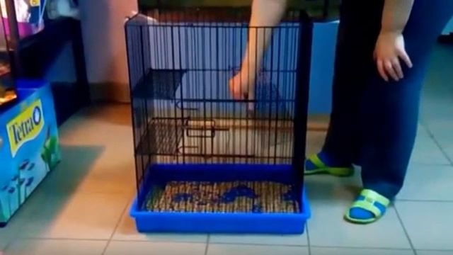клетка для хорьков, дегу или крыс смотреть онлайн