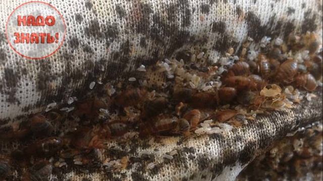 Почему появляются клопы, И КАК ОТ НИХ ИЗБАВИТЬСЯ? смотреть онлайн