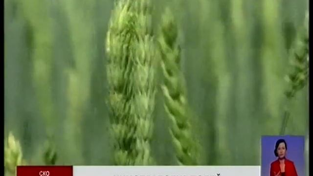 Фермеры Северного Казахстана ведут активную борьбу с болезнями зерновых культур. смотреть онлайн