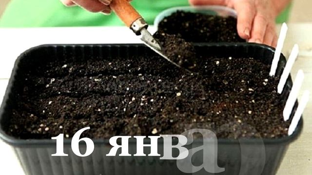 ЛУННЫЙ КАЛЕНДАРЬ садовода и огородника на январь 2022 смотреть онлайн