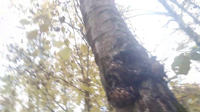 Осенний лес под Москвой. смотреть онлайн