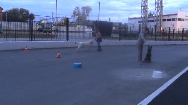 Дрессировка собак в Новосибирске смотреть онлайн