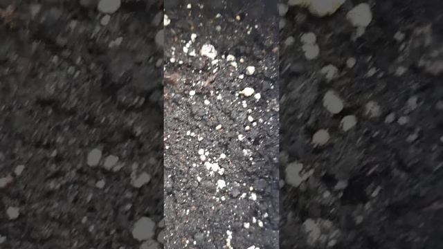 Всхожесть петуньи 🌺 1 февраля 2022 года. смотреть онлайн