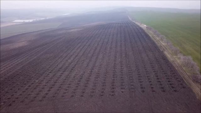 Посадка Грецкого Ореха Чандлер весна 2021 смотреть онлайн