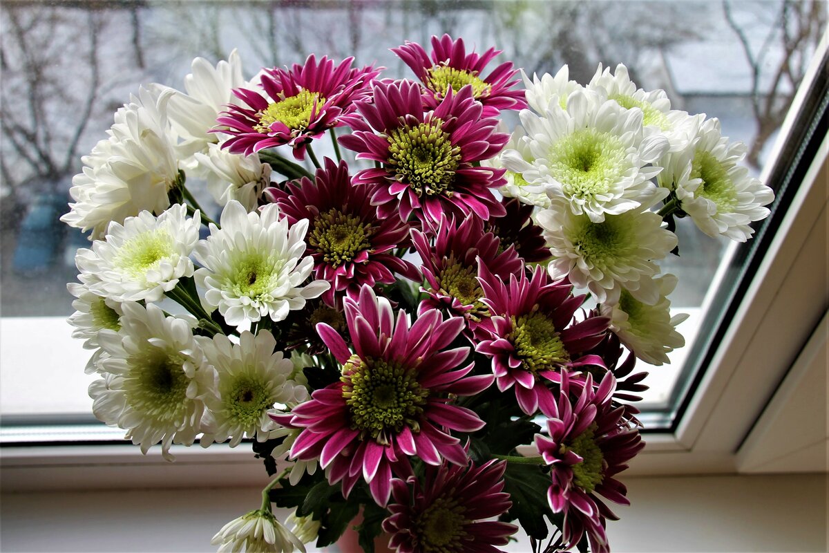 Хризантема - приметы и суеверия: можно ли держать ее дома в горшке и другие народные поверья смотреть онлайн