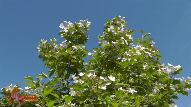 Любимая всеми песня "Ой, калина..." Ансамбль Калина. смотреть онлайн