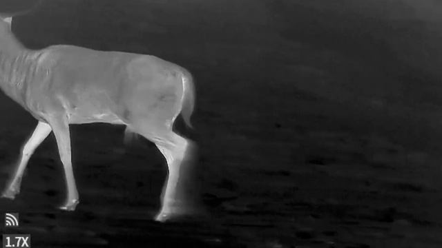 Guide TD631 LRF Wärmebildgerät 640x480 Pixel 12µ mit Laserentfernungsmesser смотреть онлайн