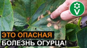 ЛИСТЬЯ ОГУРЦОВ покрываются пятнами и сохнут? Диагноз и лечение за 5 минут!
