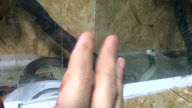 Побег чёрной мамбы смотреть онлайн