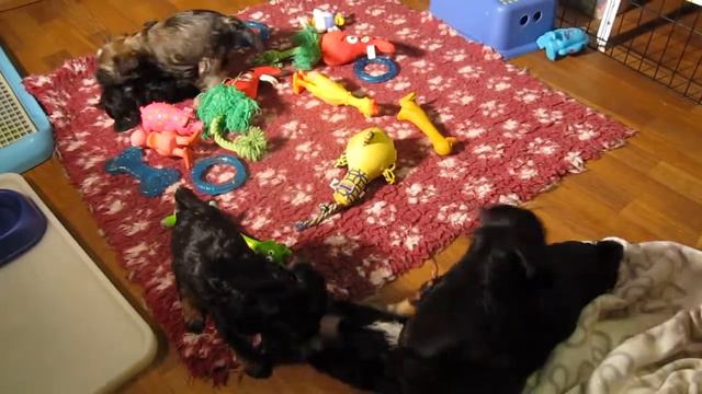 Тибетский терьер, Щенки - 1 месяц (03.12.2016 -1.1)