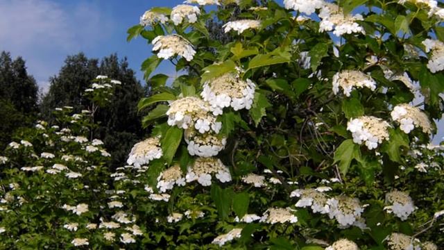 Цветет калина.wmv смотреть онлайн